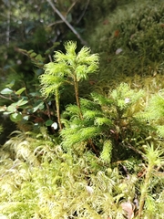 Dendroligotrichum tongariroense