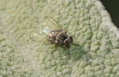 Lindneromyia