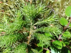 Dendroligotrichum tongariroense