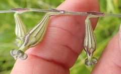 Silene burchellii