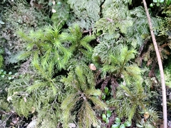 Dendroligotrichum tongariroense