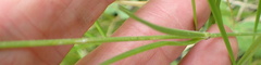 Silene burchellii