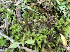 Dendroligotrichum tongariroense
