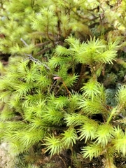 Dendroligotrichum tongariroense