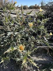 Mentzelia hirsutissima