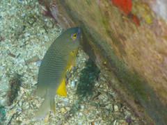 Plectroglyphidodon gascoynei