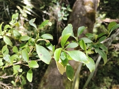 Coprosma foetidissima