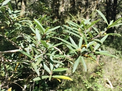Pseudopanax linearis