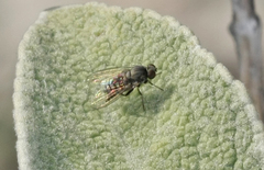 Lindneromyia