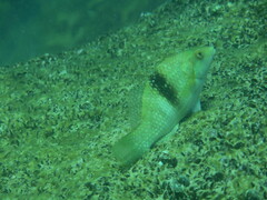 Notolabrus tetricus