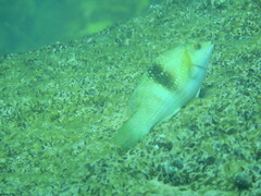 Notolabrus tetricus