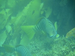 Girella zebra