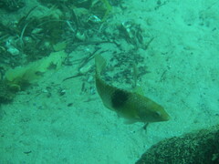 Notolabrus tetricus