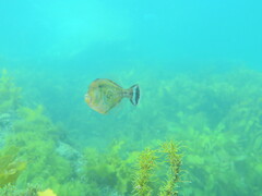 Meuschenia hippocrepis