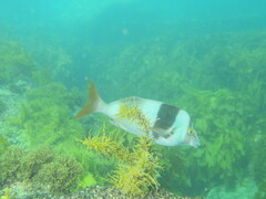 Pseudogoniistius nigripes