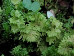 Trichocolea mollissima