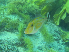 Meuschenia hippocrepis