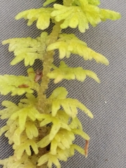 Trichocolea mollissima