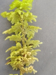 Trichocolea mollissima