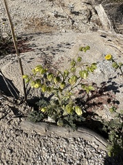 Emmenanthe penduliflora