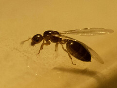 Crematogaster
