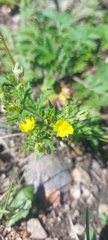 Potentilla conferta