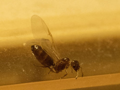 Crematogaster