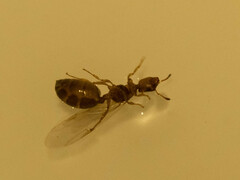 Crematogaster