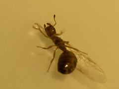 Crematogaster