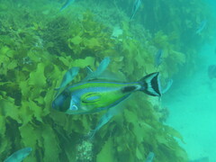 Meuschenia hippocrepis