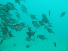 Pempheris klunzingeri