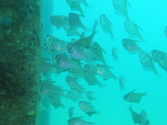 Pempheris klunzingeri