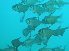 Pempheris klunzingeri