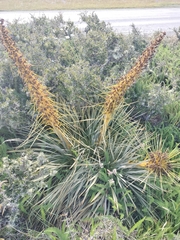 Aciphylla