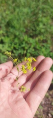 Bupleurum scorzonerifolium