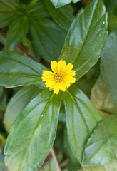 Sphagneticola trilobata