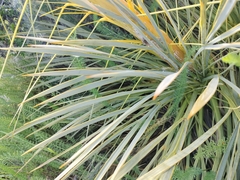 Aciphylla