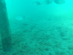 Pseudocaranx georgianus