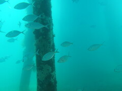Pseudocaranx georgianus