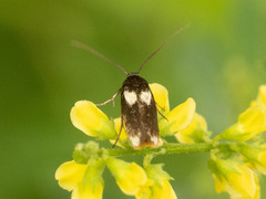 Scythris sinensis