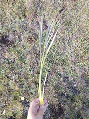 Aciphylla