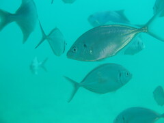 Pseudocaranx georgianus