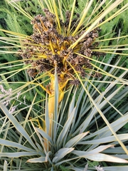 Aciphylla