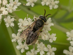 Hylaeus