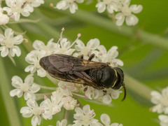 Hylaeus