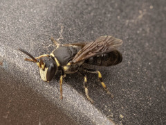 Hylaeus