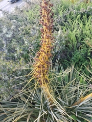 Aciphylla