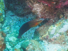 Halichoeres biocellatus