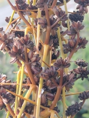 Aciphylla
