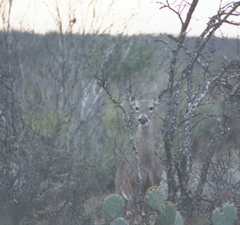 Odocoileus virginianus texanus